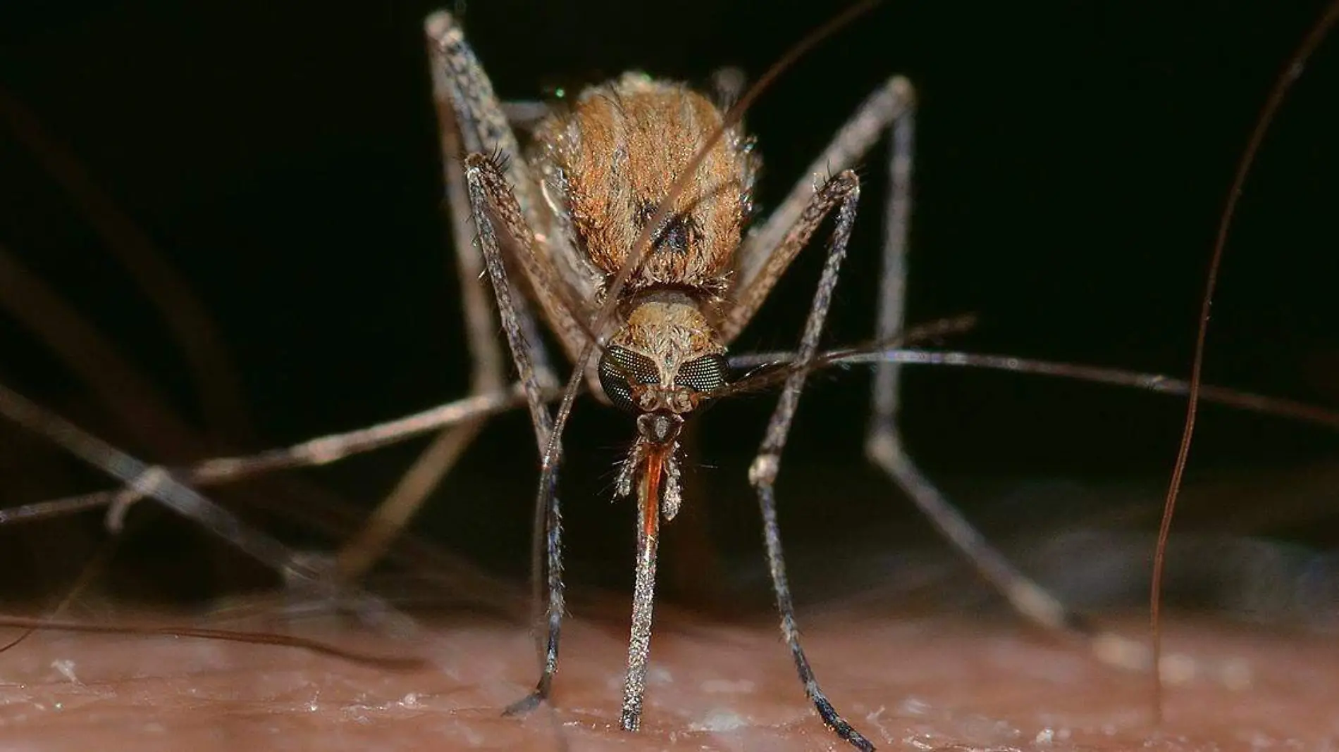 Con la temporada de calor llegó uno de los peores enemigos del sueño humano que son los mosquitos